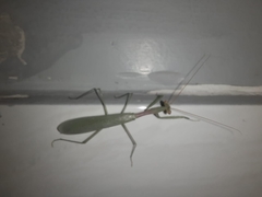 Mantodea