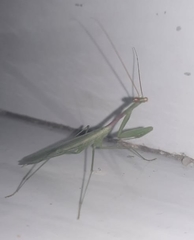 Mantodea