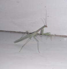 Mantodea