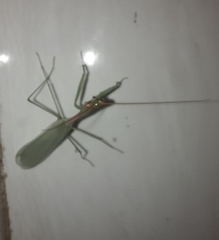 Mantodea