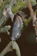 Vanessa itea