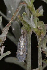 Vanessa itea