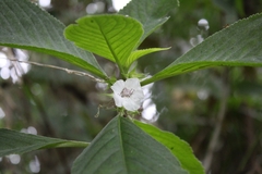 Sinningia schiffneri