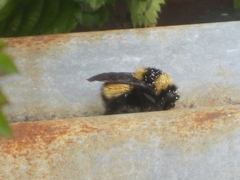Bombus robustus