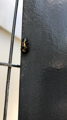 Mburuvicha galianoae