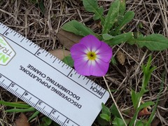 Phlox roemeriana
