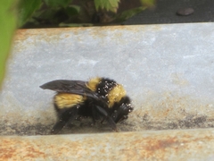 Bombus robustus