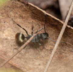 Polyrhachis tubifera
