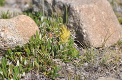 Castilleja puberula