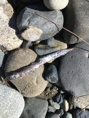 Arctozenus risso