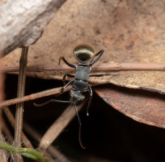 Polyrhachis tubifera