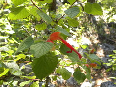 Salvia regla