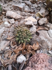 Coryphantha octacantha