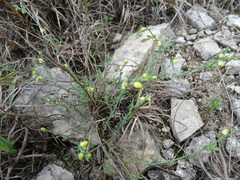 Thamnosma texana