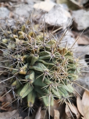 Coryphantha octacantha