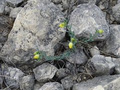 Thamnosma texana
