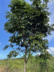 Pterocarpus officinalis