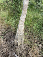 Pterocarpus officinalis