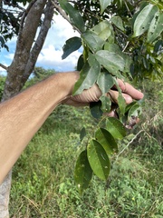 Pterocarpus officinalis
