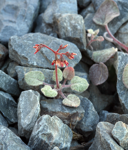 Telescope Peak buckwheat (Eriogonum eremicola)