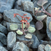 Wildrose Canyon Buckwheat - Photo (c) Steve Matson, some rights reserved (CC BY), uploaded by Steve Matson