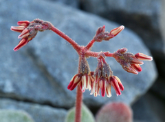 Eriogonum eremicola