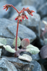 Eriogonum eremicola