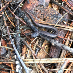 Batrachoseps gregarius