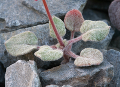 Eriogonum eremicola