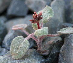Eriogonum eremicola