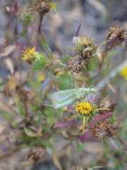 Oecanthus quadripunctatus