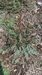 Eulobus californicus