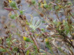 Oecanthus quadripunctatus