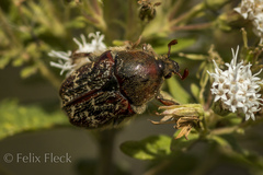 Euphoria leucographa