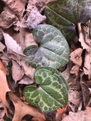 Hexastylis virginica