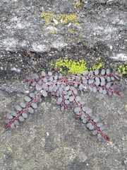 Euphorbia thymifolia