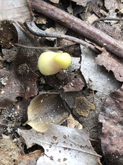 Hexastylis virginica