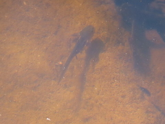 Ambystoma opacum