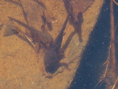 Ambystoma opacum