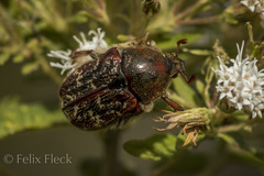 Euphoria leucographa
