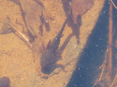 Ambystoma opacum