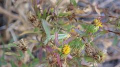 Oecanthus quadripunctatus