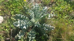 Verbascum undulatum