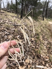 Borodinia canadensis