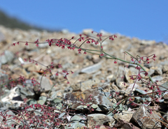 Eriogonum eremicola
