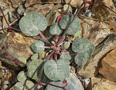 Eriogonum eremicola