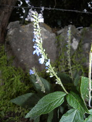 Salvia connivens