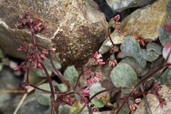 Eriogonum eremicola