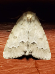 Acronicta innotata