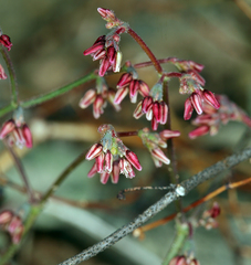 Eriogonum eremicola